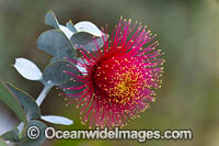 Rose of the West wildflower Photo - Gary Bell