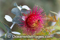 Rose of the West wildflower Photo - Gary Bell