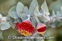 Rose of the West wildflower Photo - Gary Bell