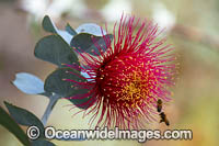 Rose of the West wildflower Photo - Gary Bell