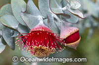 Rose of the West wildflower Photo - Gary Bell