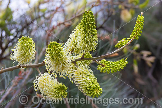 White Plume Grevillea wildflower photo White Plume Grevillea wildflower photo