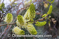 White Plume Grevillea wildflower Photo - Gary Bell