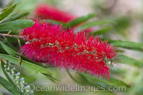 Pink Ice Bottlebrush wildflower photo Pink Ice Bottlebrush wildflower photo