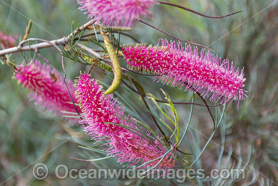 Pink Pokers Grevillea wildflower photo