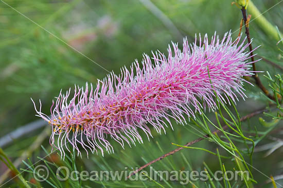 Pink Pokers Grevillea wildflower photo