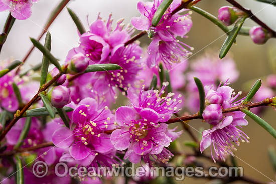Swan River Myrtle wildflower photo Swan River Myrtle wildflower photo