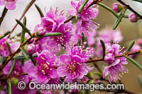 Swan River Myrtle wildflower Photo - Gary Bell