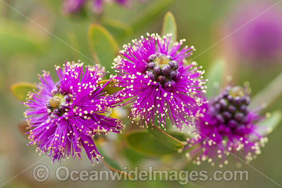 Melaleuca wildflower photo Melaleuca wildflower photo