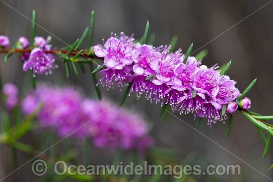 Swan River Myrtle wildflower photo Swan River Myrtle wildflower photo