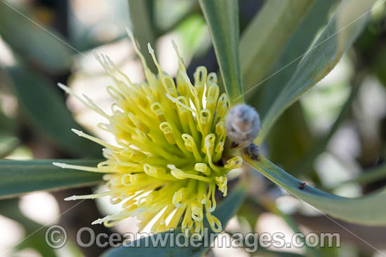 Ashy Hakea wildflower photo Ashy Hakea wildflower photo