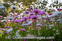 Pink Paper-daisy wildflower Photo - Gary Bell