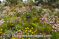 Pink Paper-daisy wildflower Photo - Gary Bell