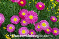 Pink Paper-daisy wildflower Photo - Gary Bell