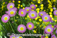 Pink Paper-daisy wildflower Photo - Gary Bell