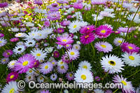 Pink Paper-daisy wildflower Photo - Gary Bell