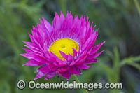 Pink Paper-daisy wildflower Photo - Gary Bell