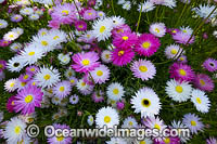 Pink Paper-daisy wildflower Photo - Gary Bell