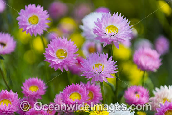 Pink Paper-daisy wildflower photo Pink Paper-daisy wildflower photo