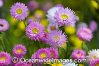 Pink Paper-daisy wildflower Photo - Gary Bell