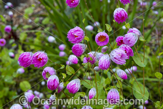 Pink Sunray Everlasting wildflower photo Pink Sunray Everlasting wildflower photo