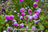 Pink Sunray Everlasting wildflower Photo - Gary Bell