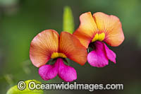 Heart-leaf Flame Pea wildflower Photo - Gary Bell