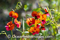 Heart-leaf Flame Pea wildflower Photo - Gary Bell