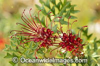 Fuchsia Grevillea wildflower Photo - Gary Bell