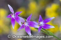 Pink Fairy Orchid Photo - Gary Bell