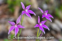 Pink Fairy Orchid Photo - Gary Bell