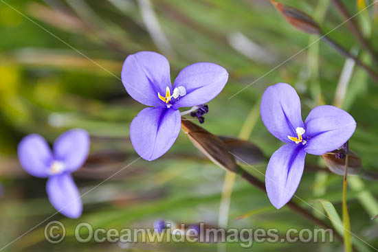 Woolly Patersonia wildflower photo Woolly Patersonia wildflower photo