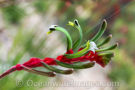 Mangles Kangaroo Paw photo