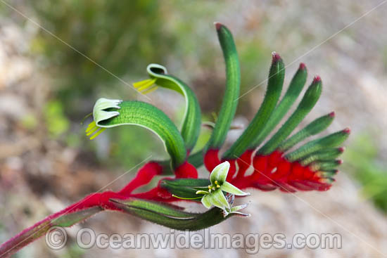 Mangles Kangaroo Paw photo Mangles Kangaroo Paw photo