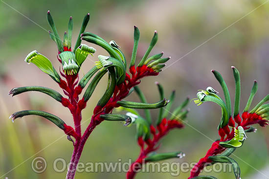 Mangles Kangaroo Paw photo Mangles Kangaroo Paw photo