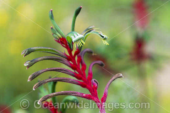 Mangles Kangaroo Paw photo Mangles Kangaroo Paw photo