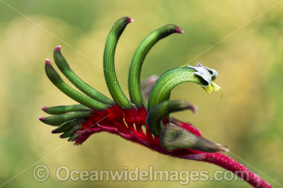 Mangles Kangaroo Paw photo Mangles Kangaroo Paw photo