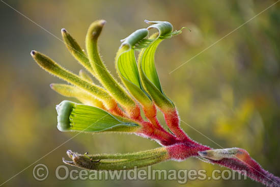 Anniversary Gold Kangaroo Paw photo Anniversary Gold Kangaroo Paw photo