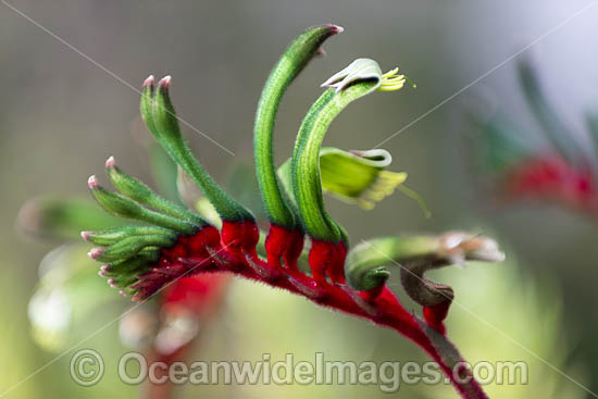 Mangles Kangaroo Paw photo