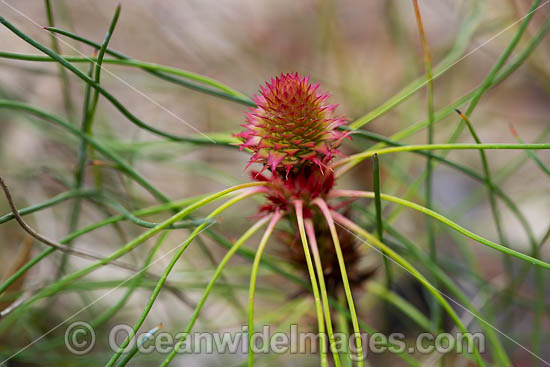Petrophile wildflower photo Petrophile wildflower photo