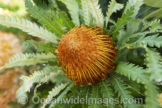 Formosa Banksia wildflower photo Formosa Banksia wildflower photo