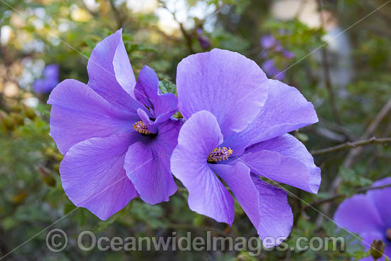 Lilac Hibiscus wildflower photo Lilac Hibiscus wildflower photo