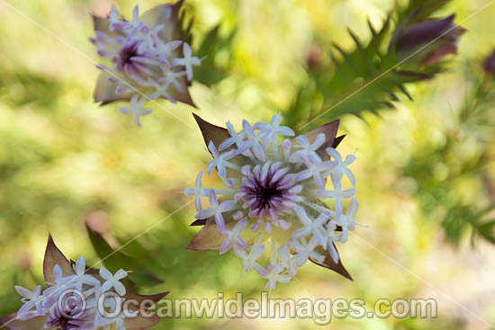 Pimelea wildflower photo Pimelea wildflower photo