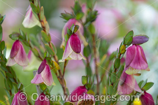 Qualup Bell wildflower photo Qualup Bell wildflower photo