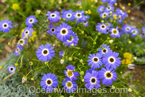 Swan River Daisy wildflower photo Swan River Daisy wildflower photo