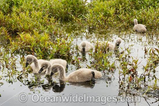 Black Swan with cygnets photo