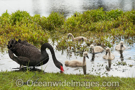 Black Swan with cygnets photo