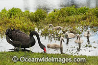 Black Swan with cygnets Photo - Gary Bell