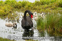 Black Swan with cygnets Photo - Gary Bell
