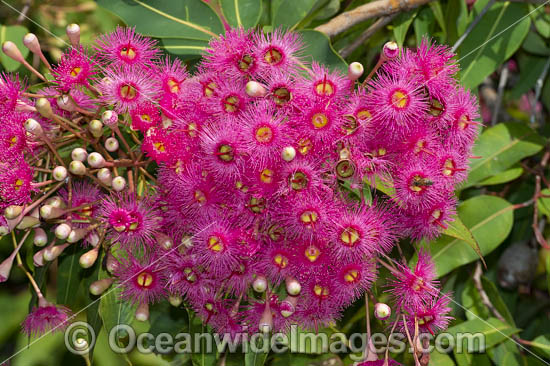 Flowering gum photo Flowering gum photo